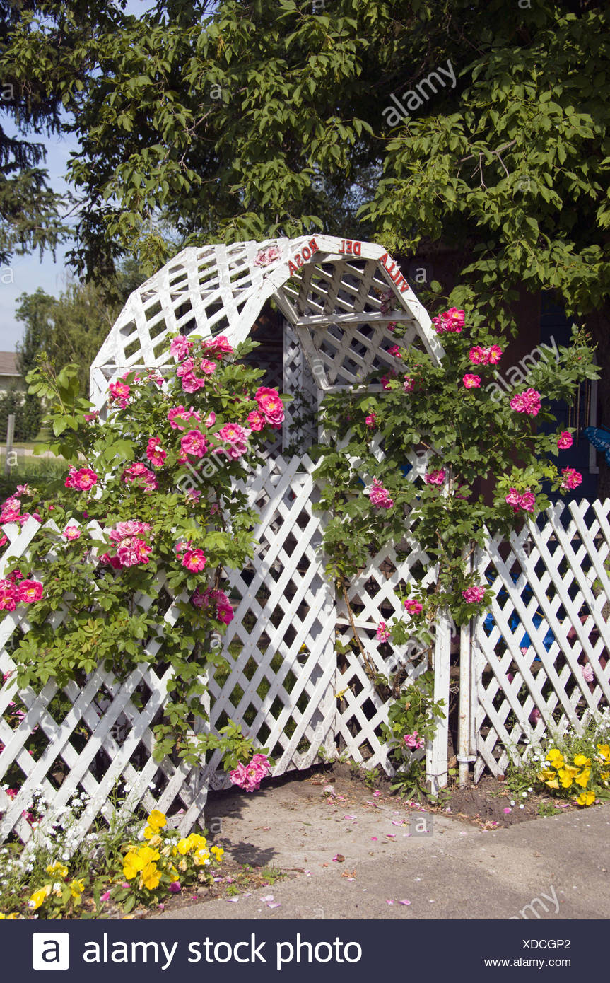 A Lattice Work Garden Gate With Roses In Cardinal Manitoba Canada Stock Photo Alamy