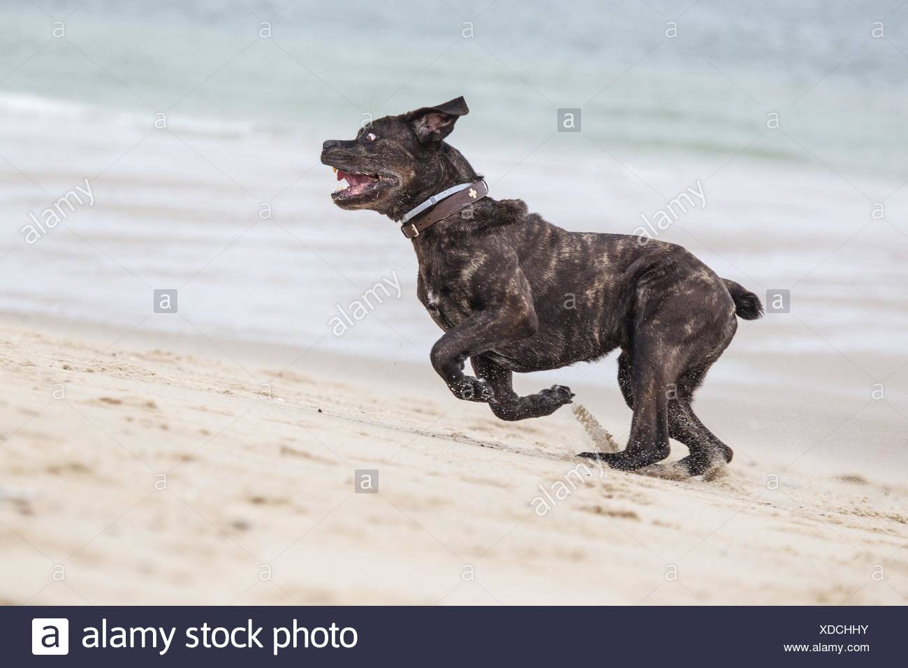 cane corso running