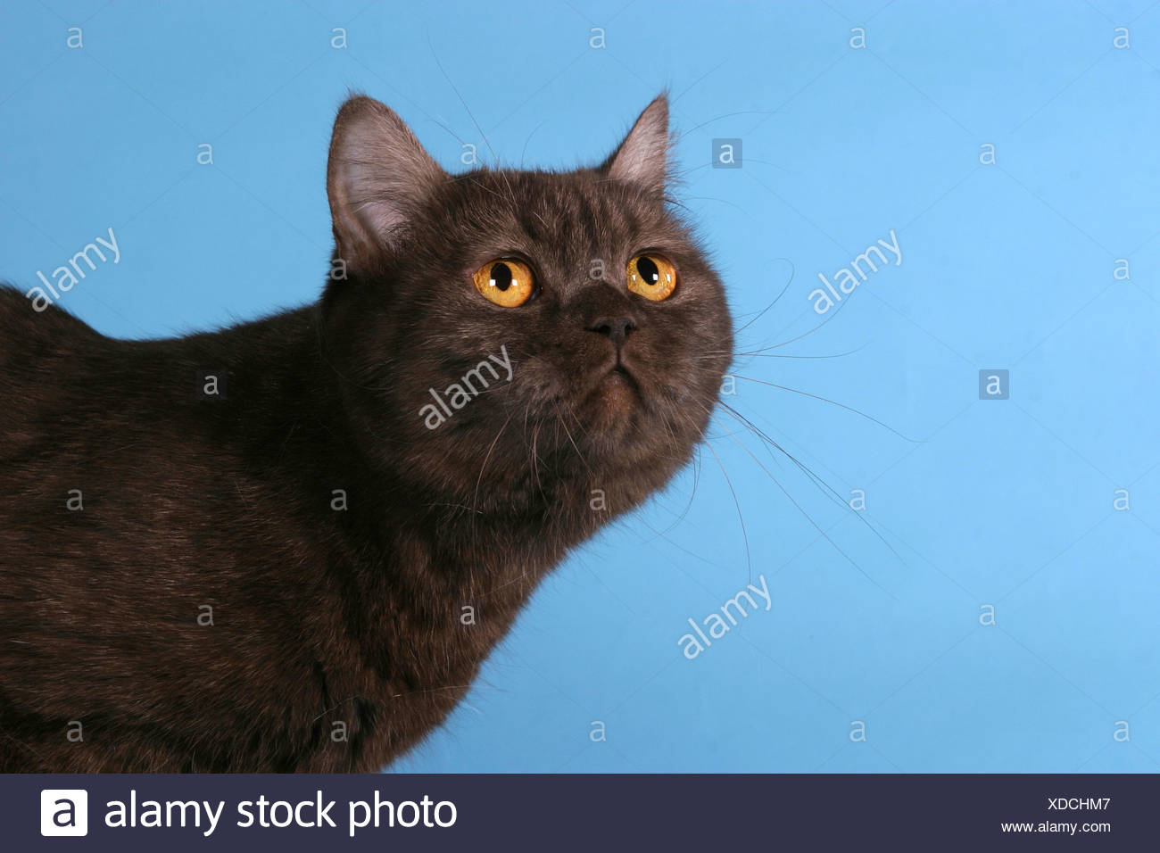 Britisch Kurzhaar Portrait British Shorthair Portrait Stock