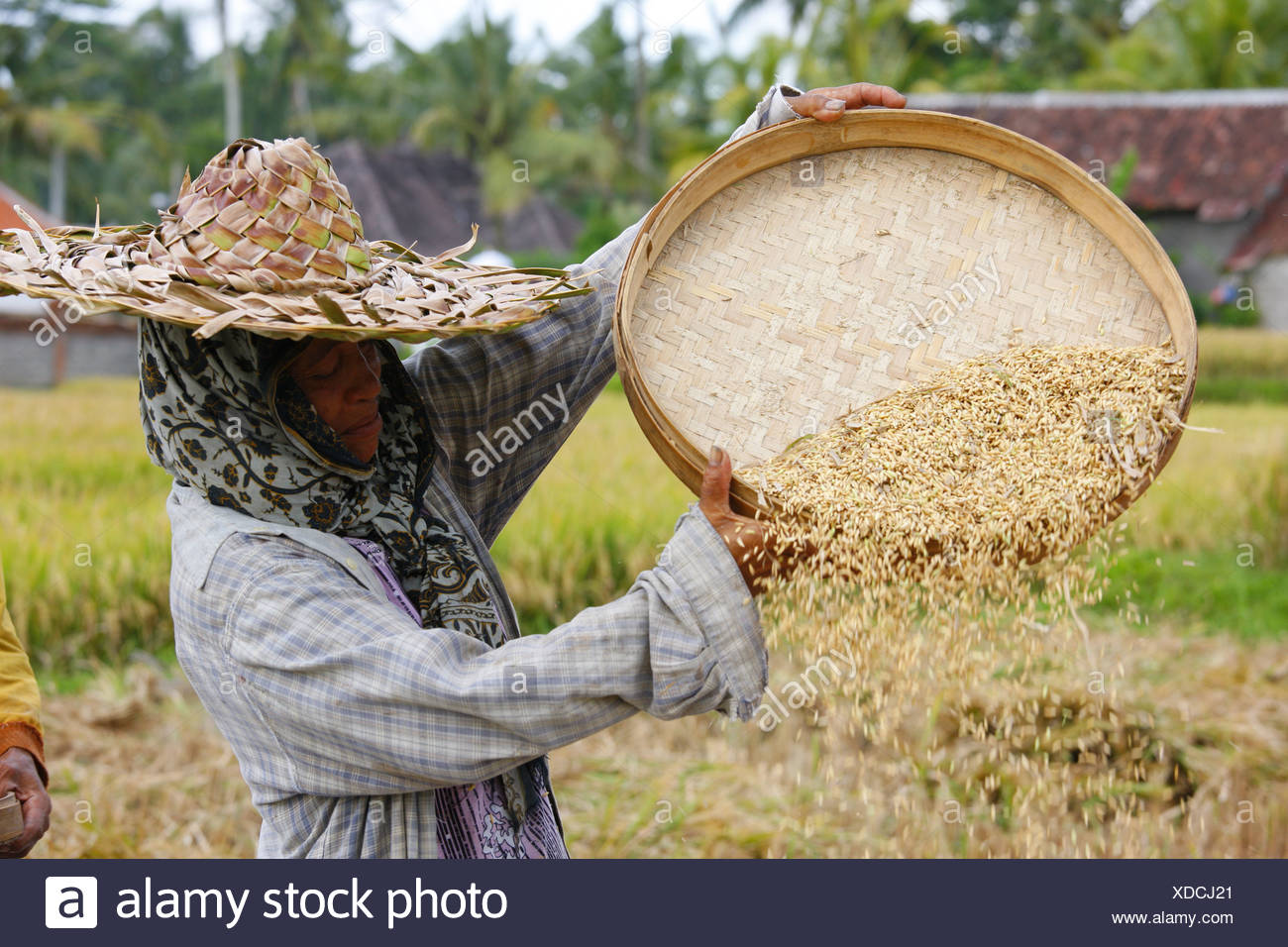 Winnowing High Resolution Stock Photography and Images Alamy