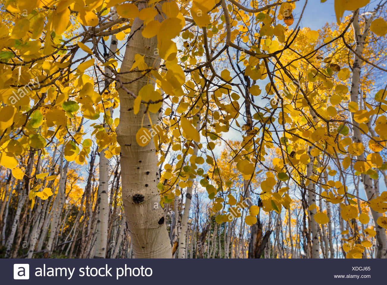 Quaking Aspen Tree Stock Photos & Quaking Aspen Tree Stock Images Alamy