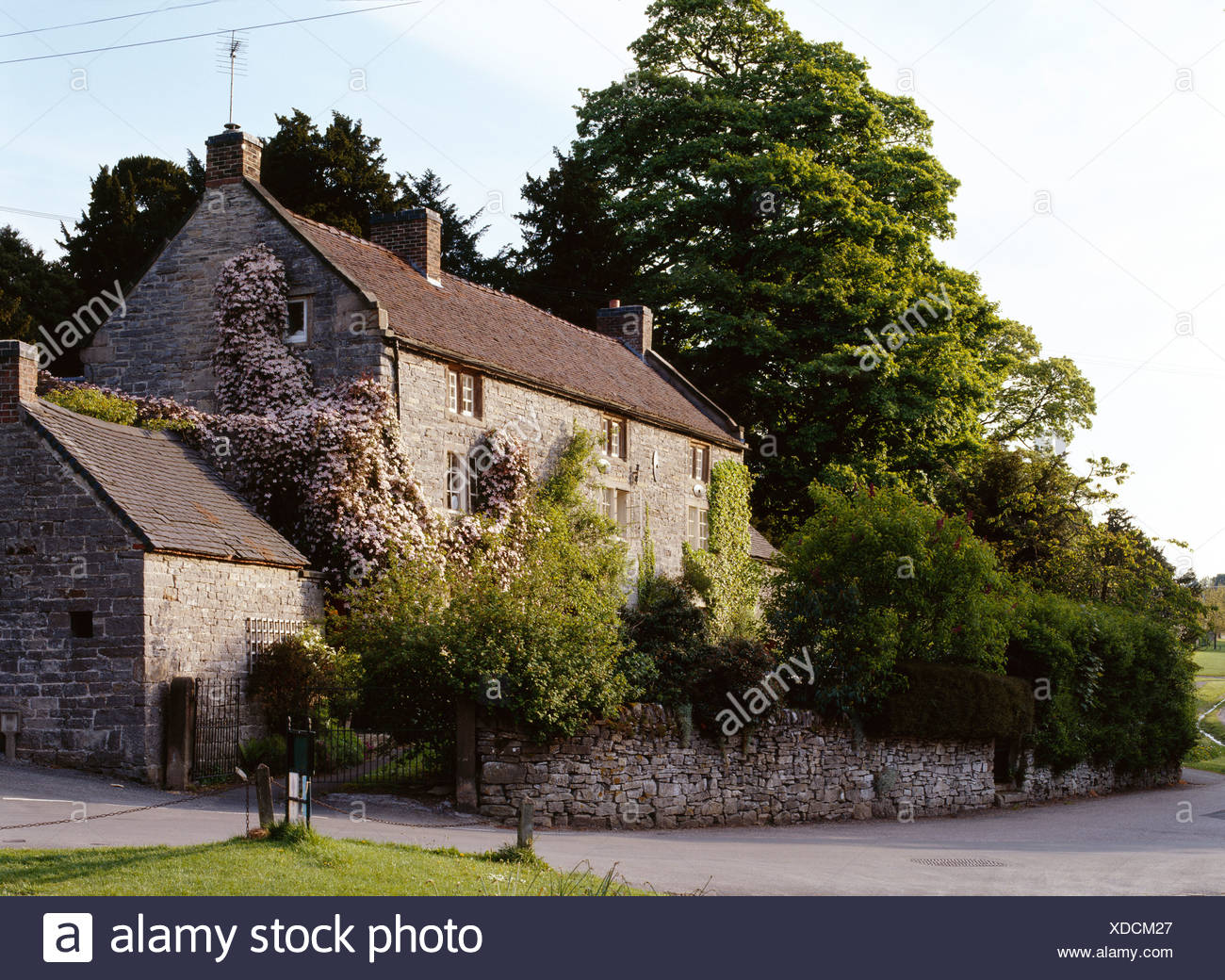 Pink Clematis On Stone Country House In Front Of Tall Trees Stock