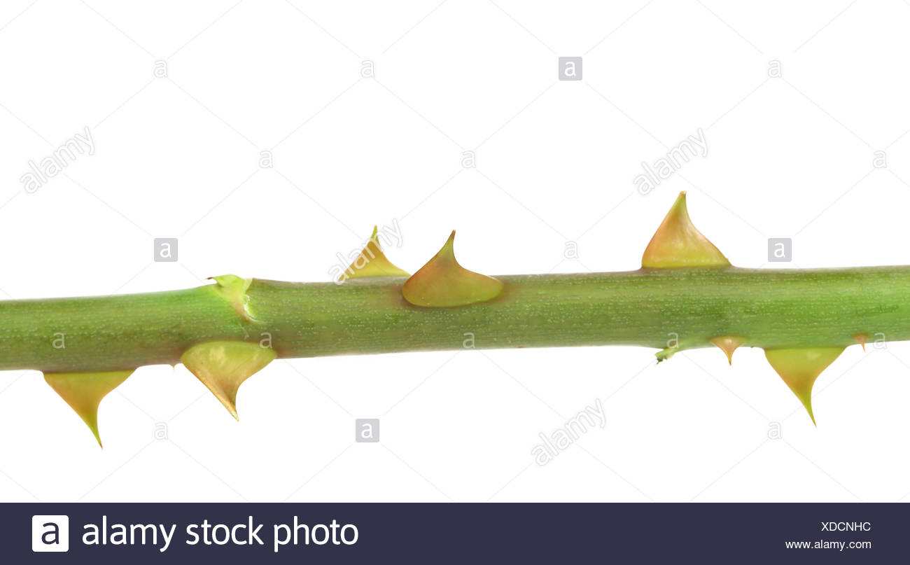 Rose Thorn Pain High Resolution Stock Photography and Images Alamy