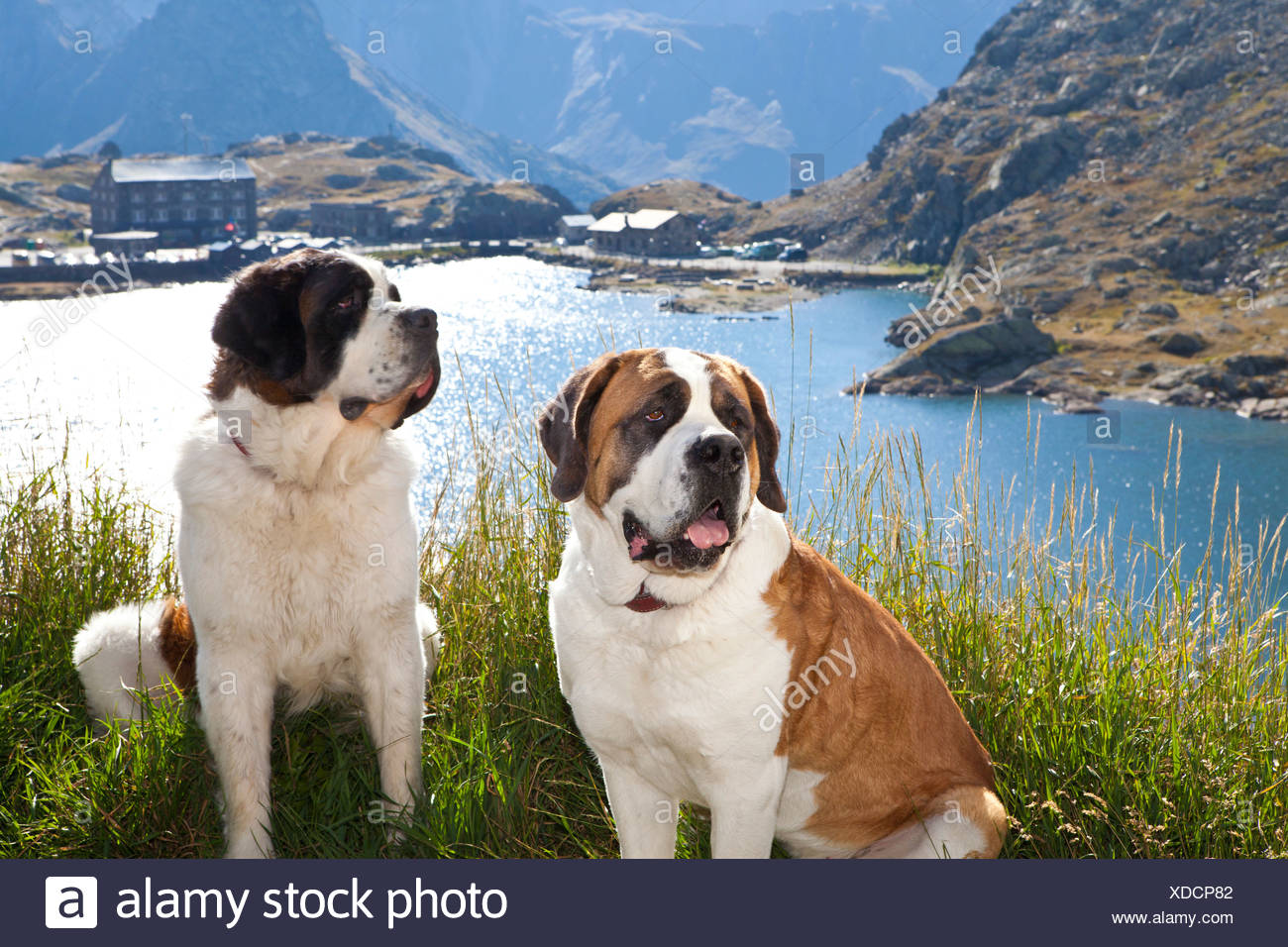 Saint Bernard Dogs Stock Photos Saint Bernard Dogs Stock Images