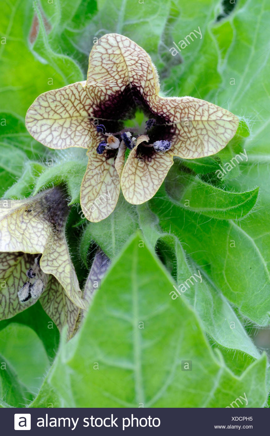 Black Henbane Stock Photos & Black Henbane Stock Images - Alamy