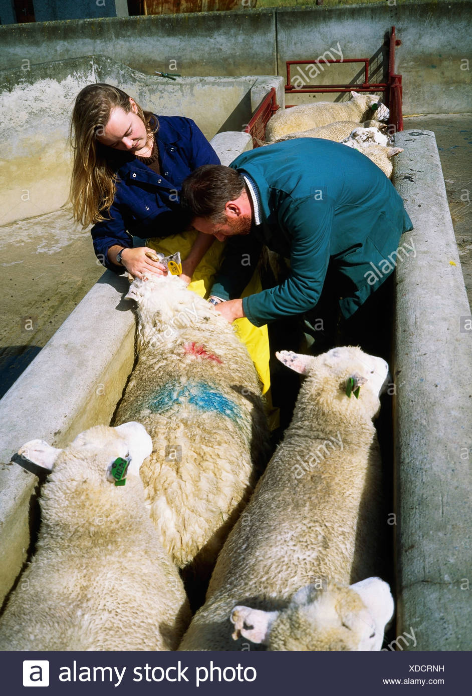 Sheep Dipping Stock Photos & Sheep Dipping Stock Images Alamy