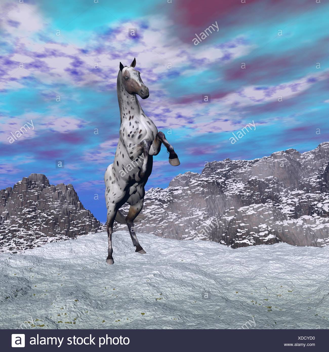 Appaloosa Horse Rearing Stock Photos & Appaloosa Horse Rearing Stock ...