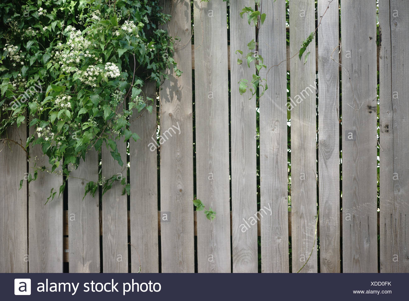 Eine Efeupflanze wächst über einen Holzbretterzaun. Stock Photo