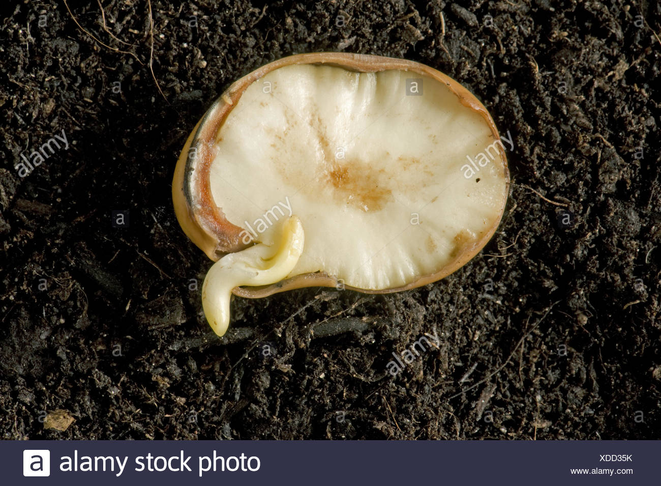 Germinating Bean Seed High Resolution Stock Photography and Images Alamy