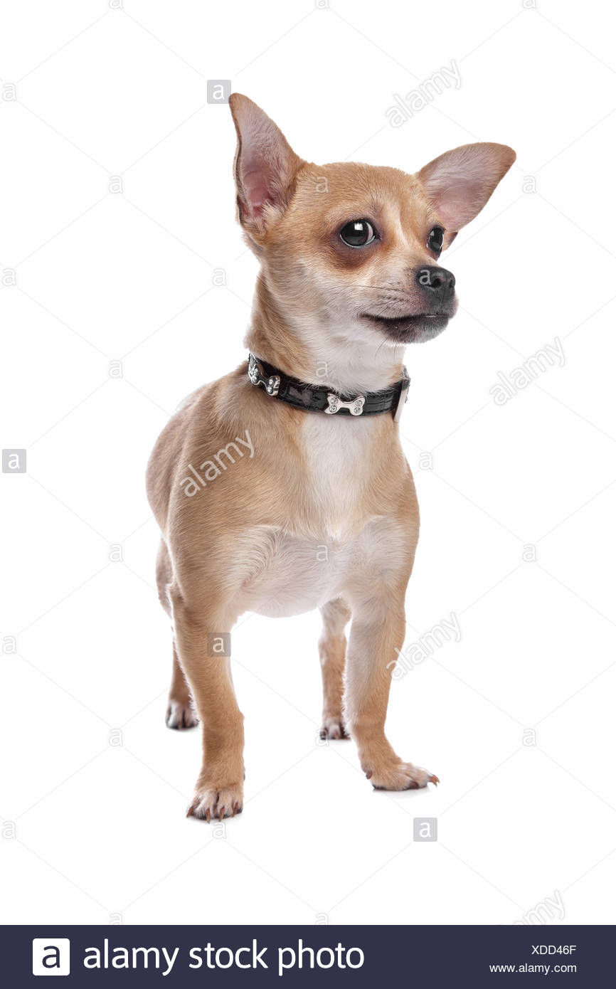 Short Haired Chihuahua In Front Of A White Background Stock Photo