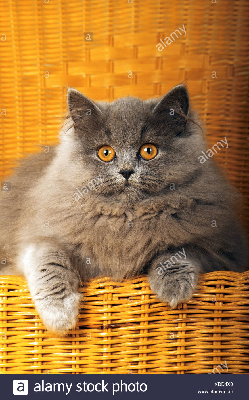 Persian Cat Colour Blue Lying On Chair Stock Photo 283645656 Alamy