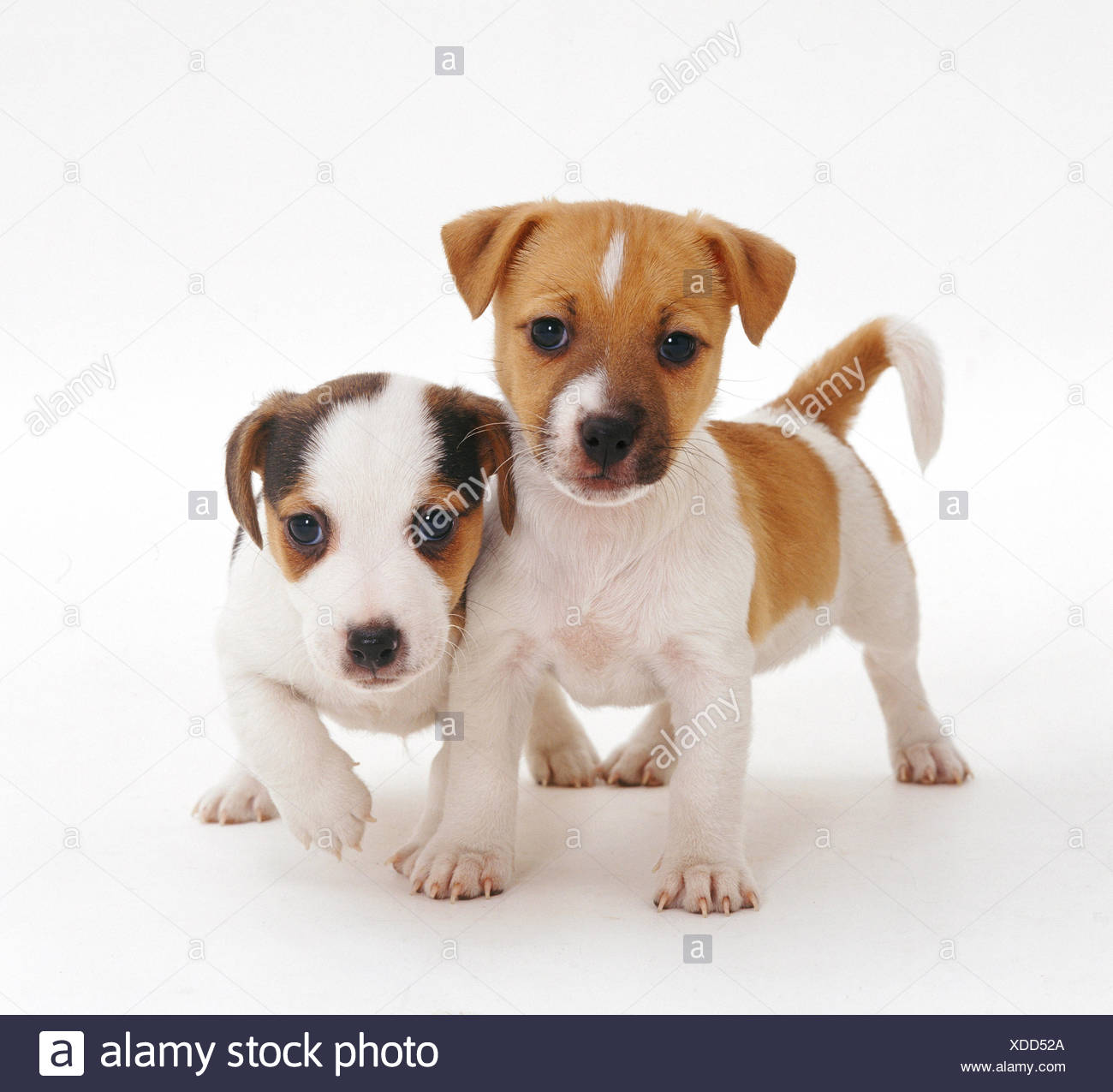 Two Smooth Coated Jack Russell Terrier Puppies Tan And White 6