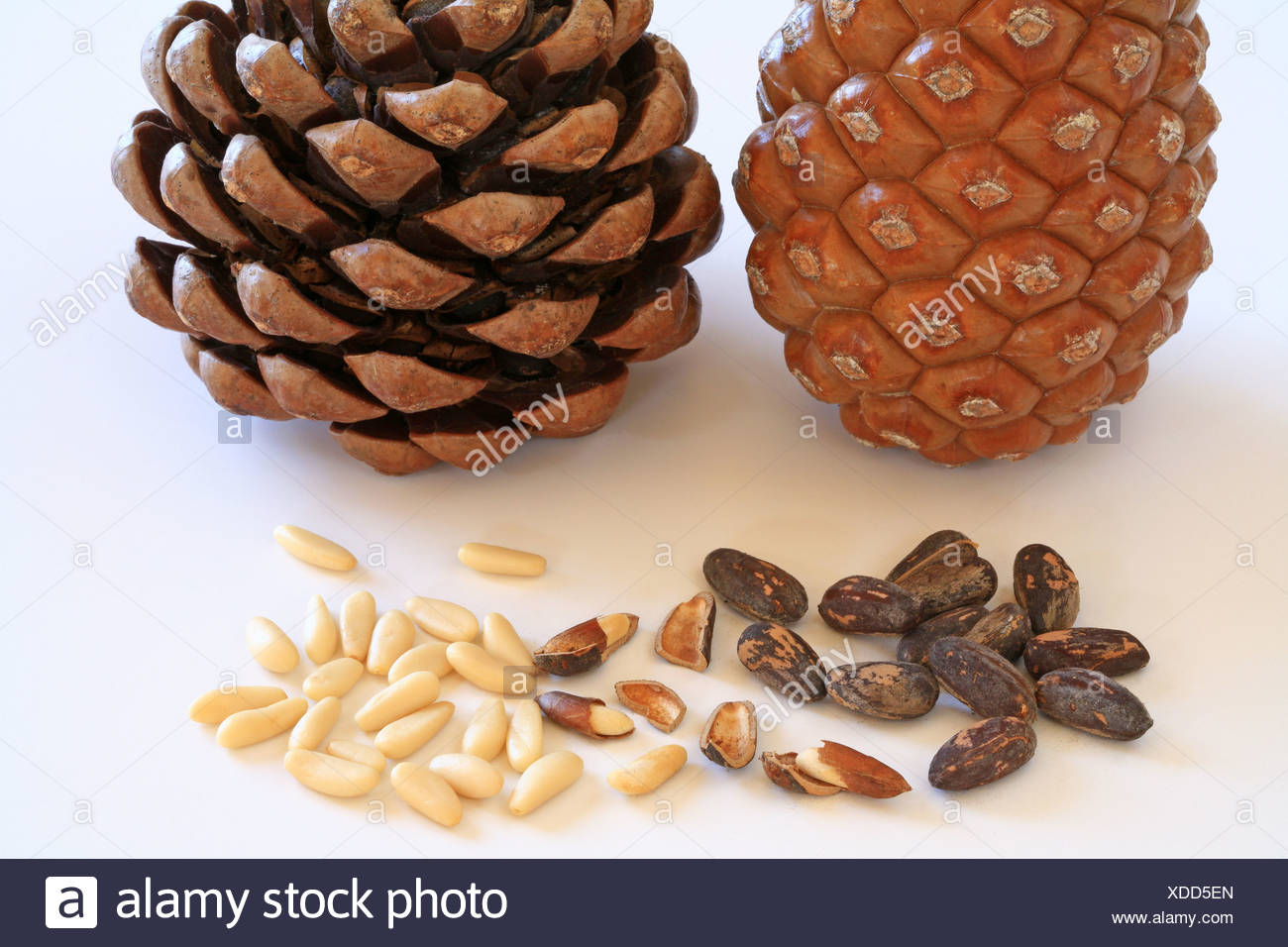 Closed and open pine cone, pine nuts with and without shell Stock ...