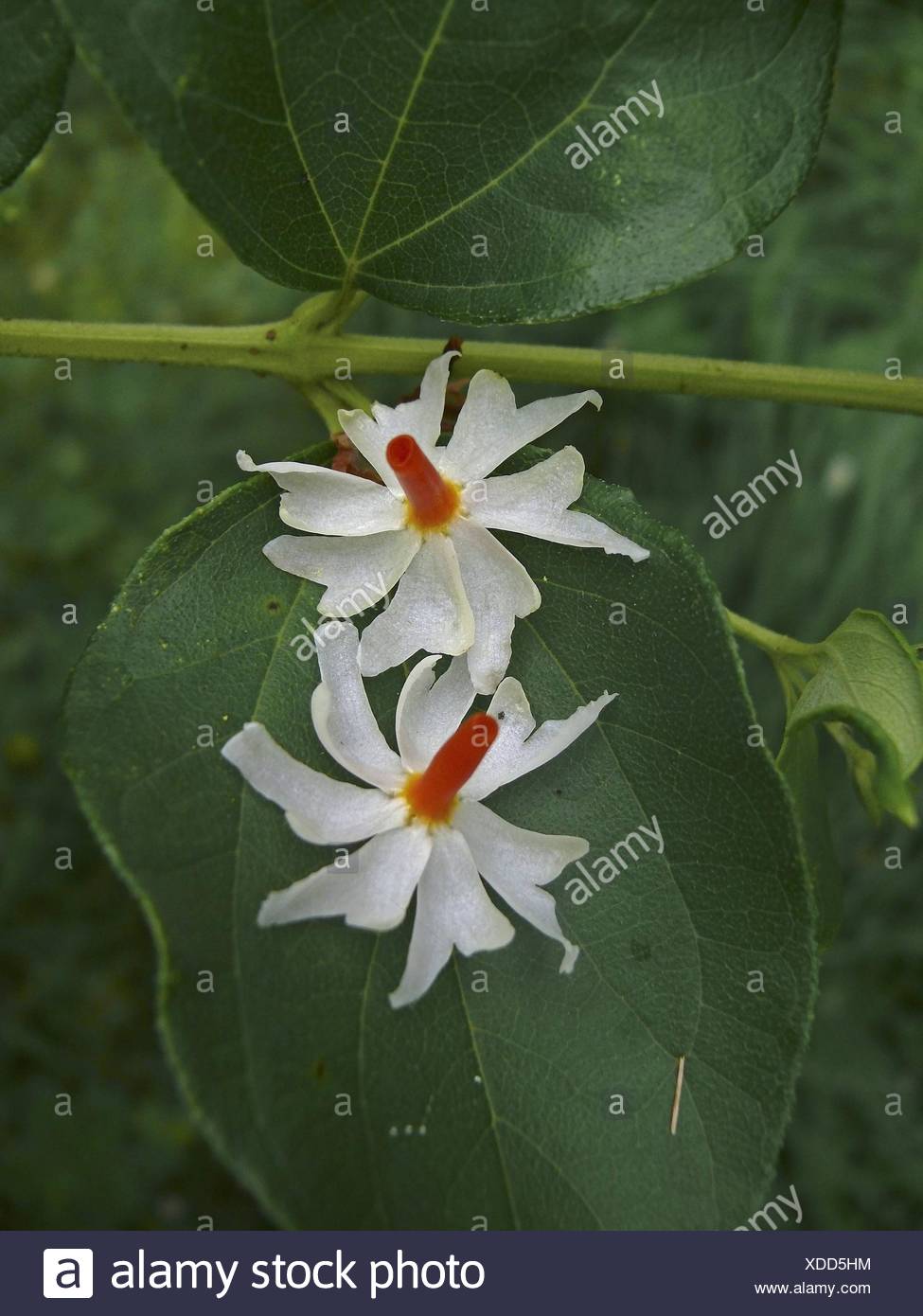 Parijat Flower High Resolution Stock Photography and Images Alamy