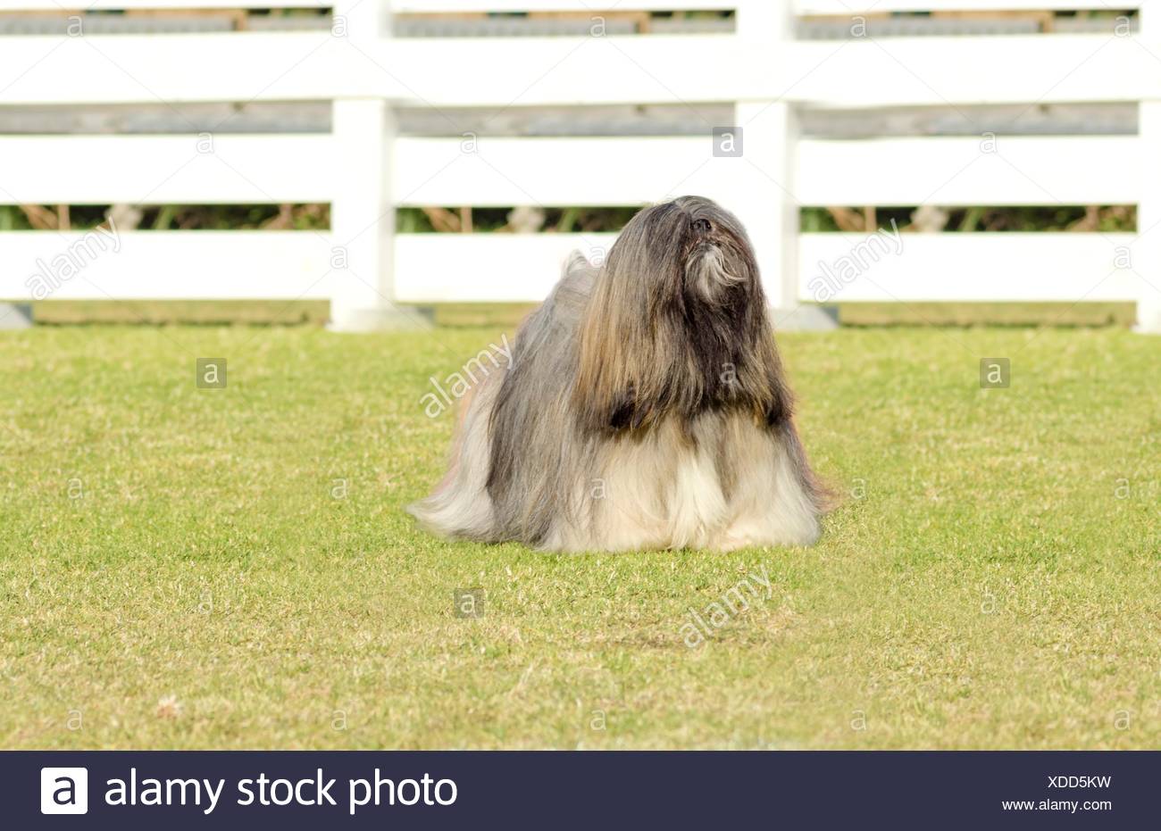 A Small Young Light Tan Fawn Beige Gray And White Lhasa Apso