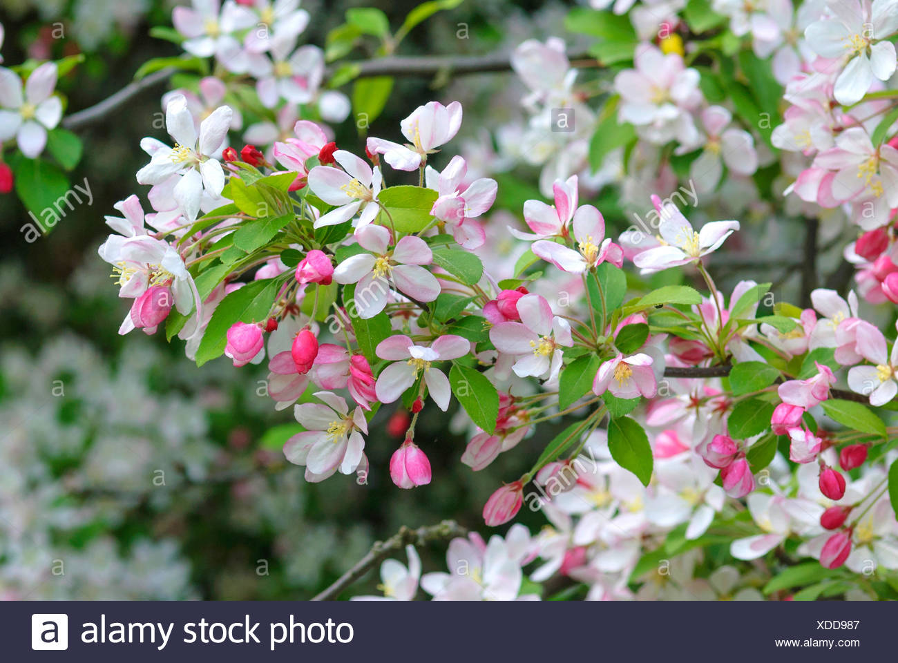 malus floribunda japanese crab apple