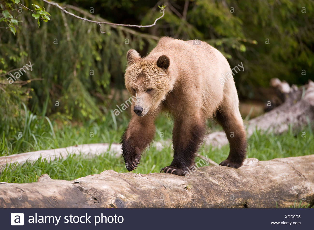 Grizzly bear Ursus arctos horribilis Knight Inlet British Columbia Stock Photo