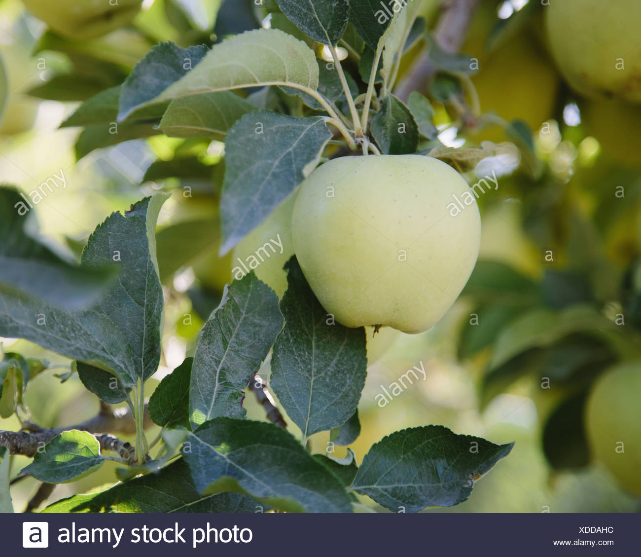 Golden Apple Tree High Resolution Stock Photography And Images Alamy