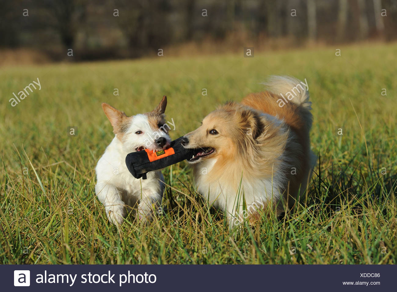 Pulling Together During A High Resolution Stock Photography And Images Alamy Pulling Together During A High Resolution Stock Photography And Images Alamy