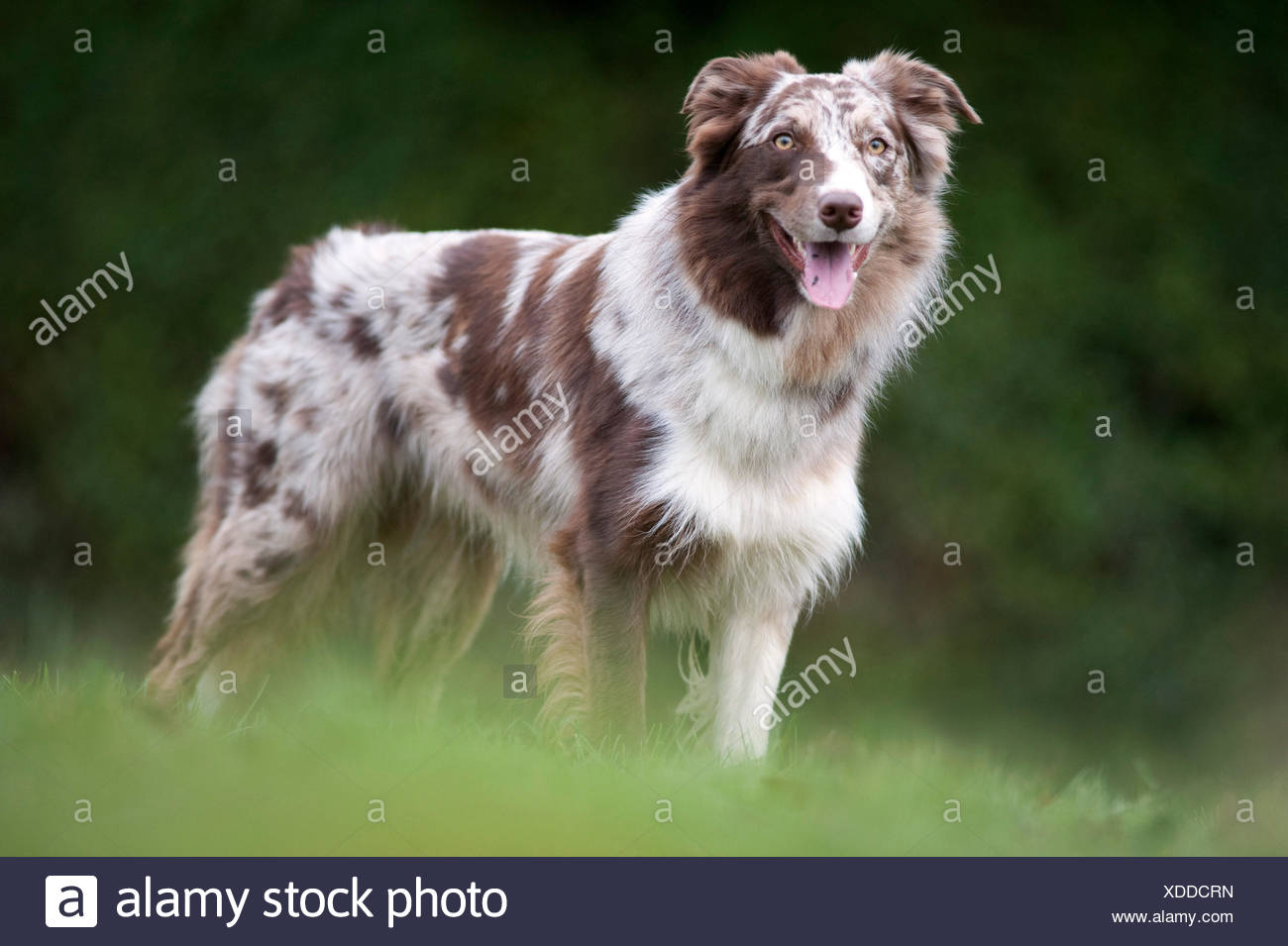 Border Collier, Red Merle Colour, UK, standing outside in park, alert,  panting, looking Stock Photo - Alamy