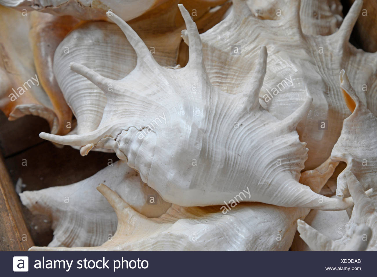 Meeresschnecken Meeresschnecke Schnecke Schnecke Schneckenhaus Schneckenhauser Tier Tiere Meer Souvenir Souvenirs Stock Photo Alamy