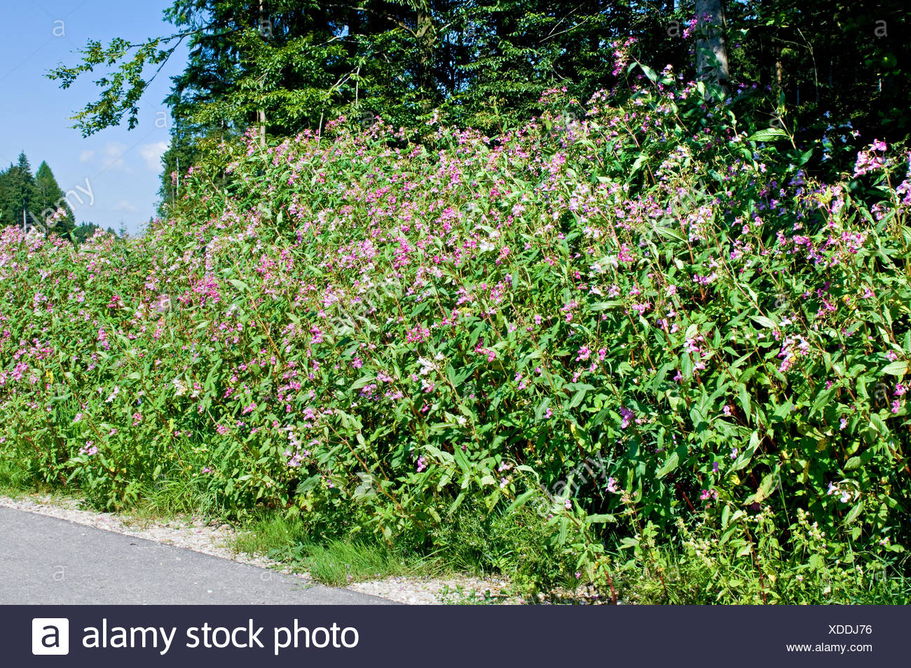 Indisches Springkraut / Himalayan Balsam Stock Photo
