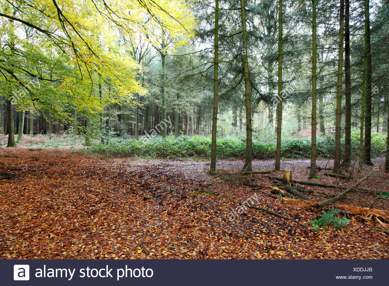 Nature development, cultivated forest, autumn, The Netherlands Stock Photo  - Alamy