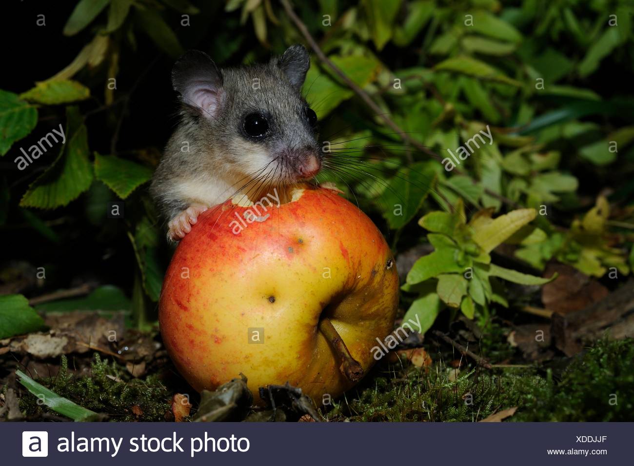Dormouse Eating High Resolution Stock Photography and Images Alamy