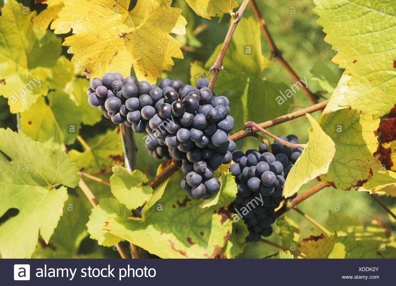 Dornfelder Stock Photos & Dornfelder Stock Images Alamy