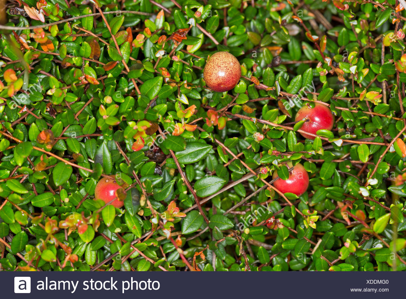 The Viburnums Cramp Bark Black Haw And American High Bush