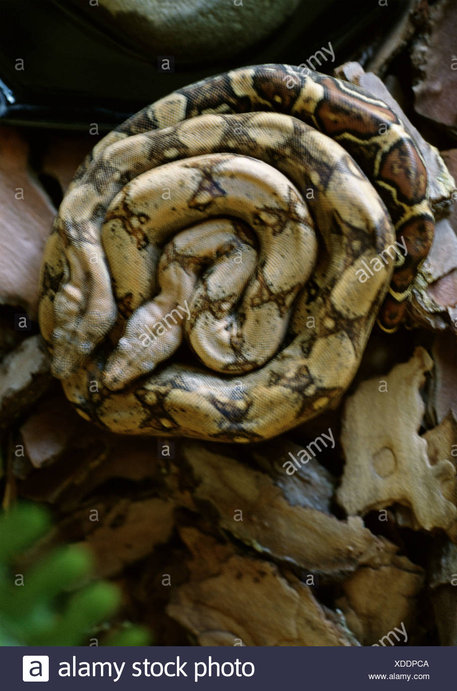 Python Image High Resolution Stock Photography and Images - Alamy