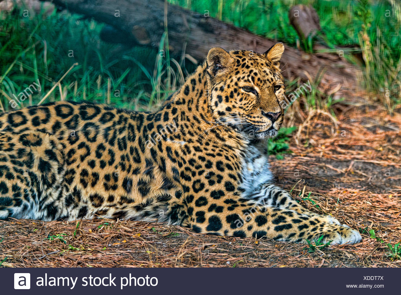 Leopard Amur High Resolution Stock Photography and Images - Alamy