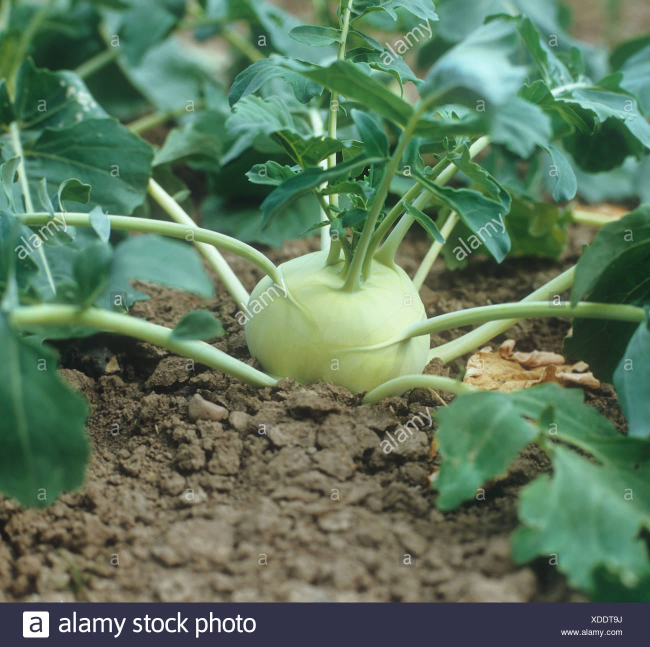 German Turnips High Resolution Stock Photography and Images Alamy