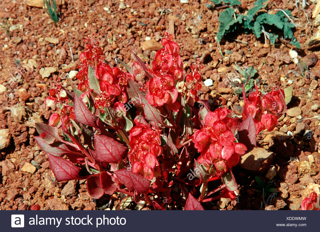 Ruby Dock Rosy Dock Rumex High Resolution Stock Photography And Images Ruby dock rosy dock rumex high resolution stock photography and images