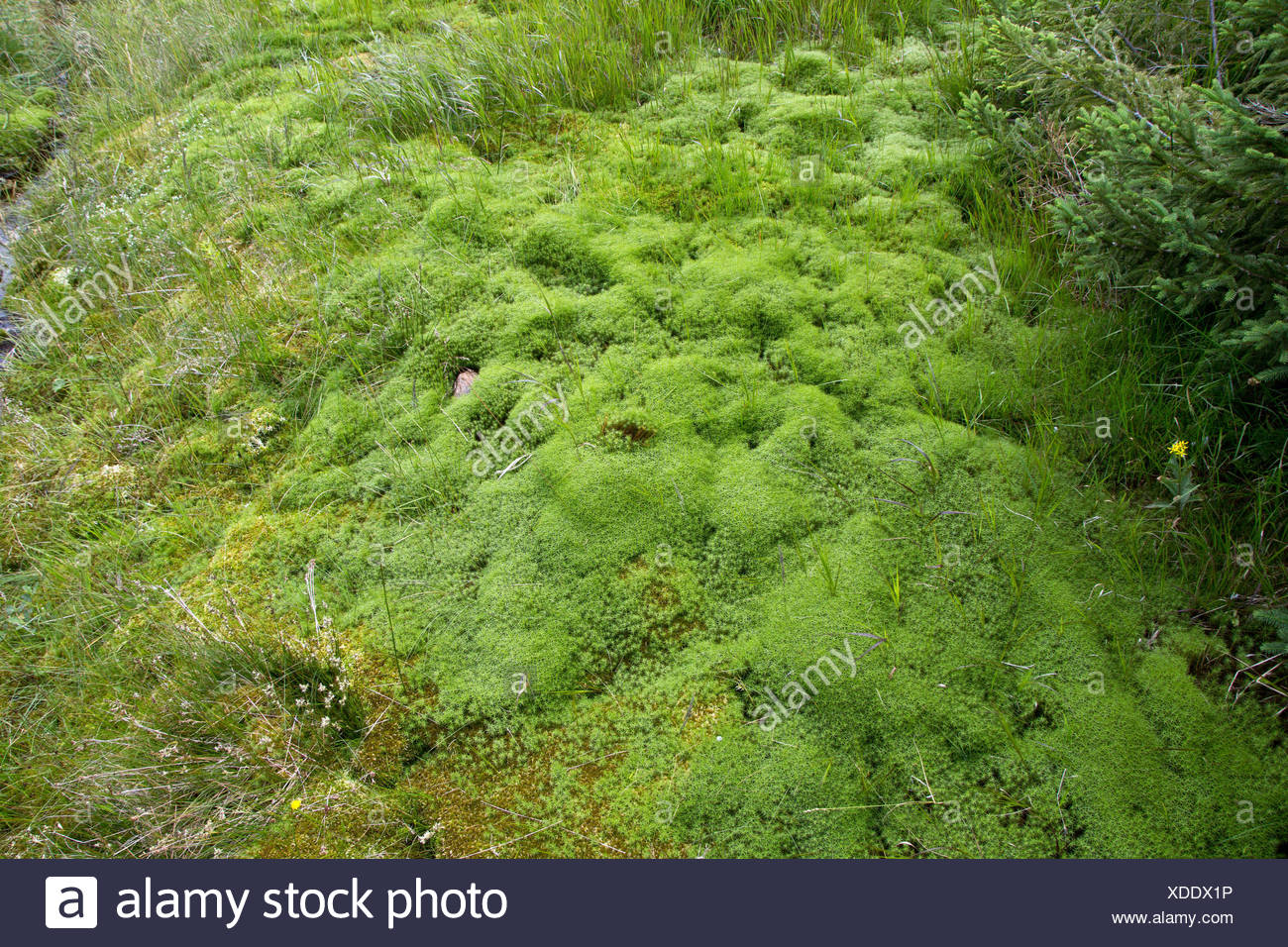 Moss Carpet Carpet Vidalondon