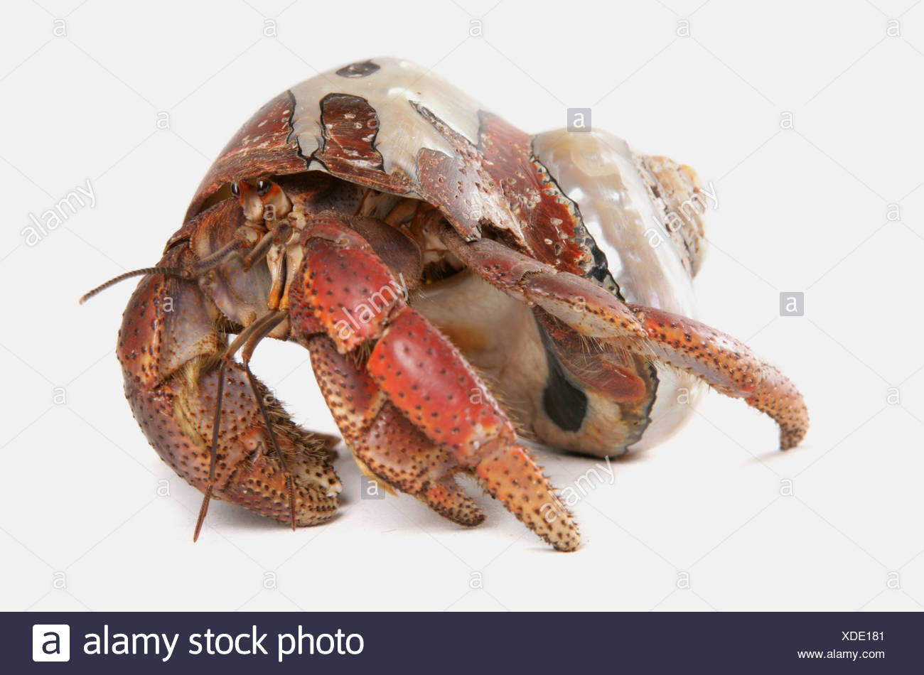 Land Hermit Crabs Stock Photos & Land Hermit Crabs Stock Images - Alamy