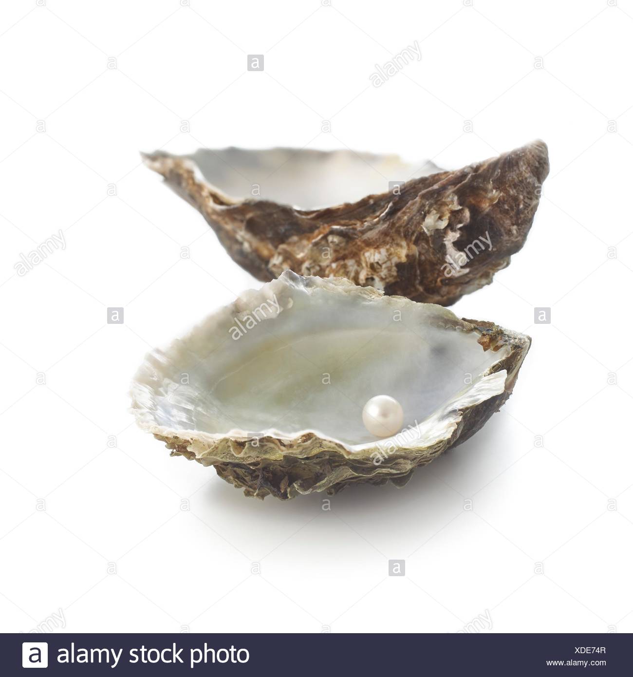 Pacific Pearl Oyster High Resolution Stock Photography and Images Alamy