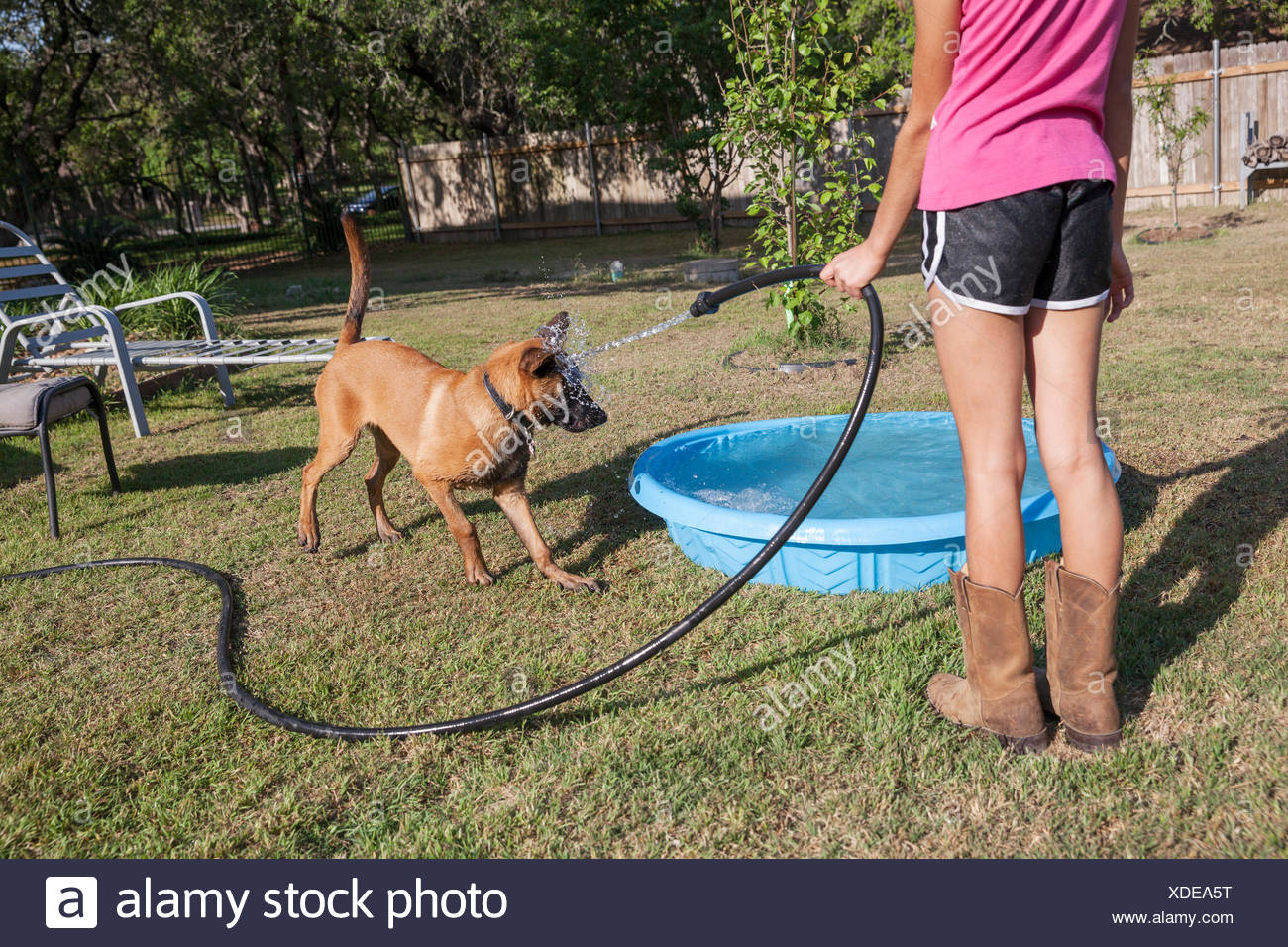 belgian malinois leash training