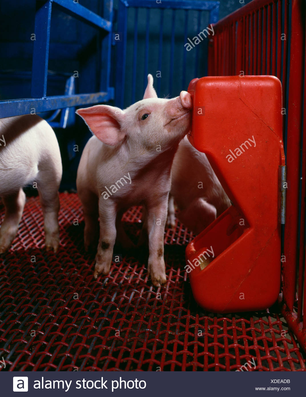 3 1 2 Week Old 10 Lb Yorkshire Landrace Piglet At Creep Feeder