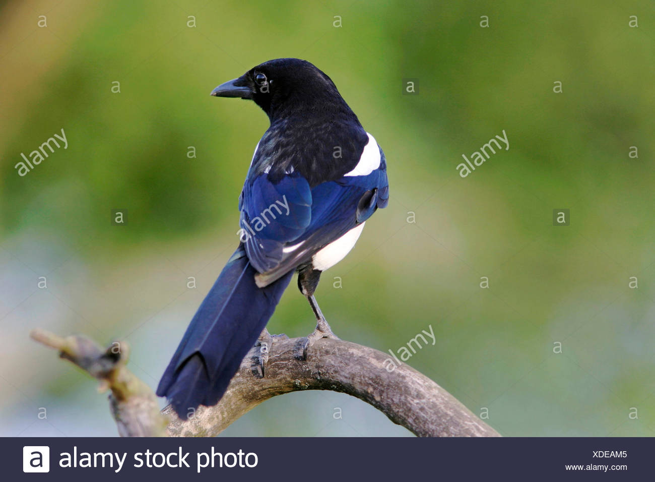 Black Billed Magpie Pica Pica Young Sitting On A Branch