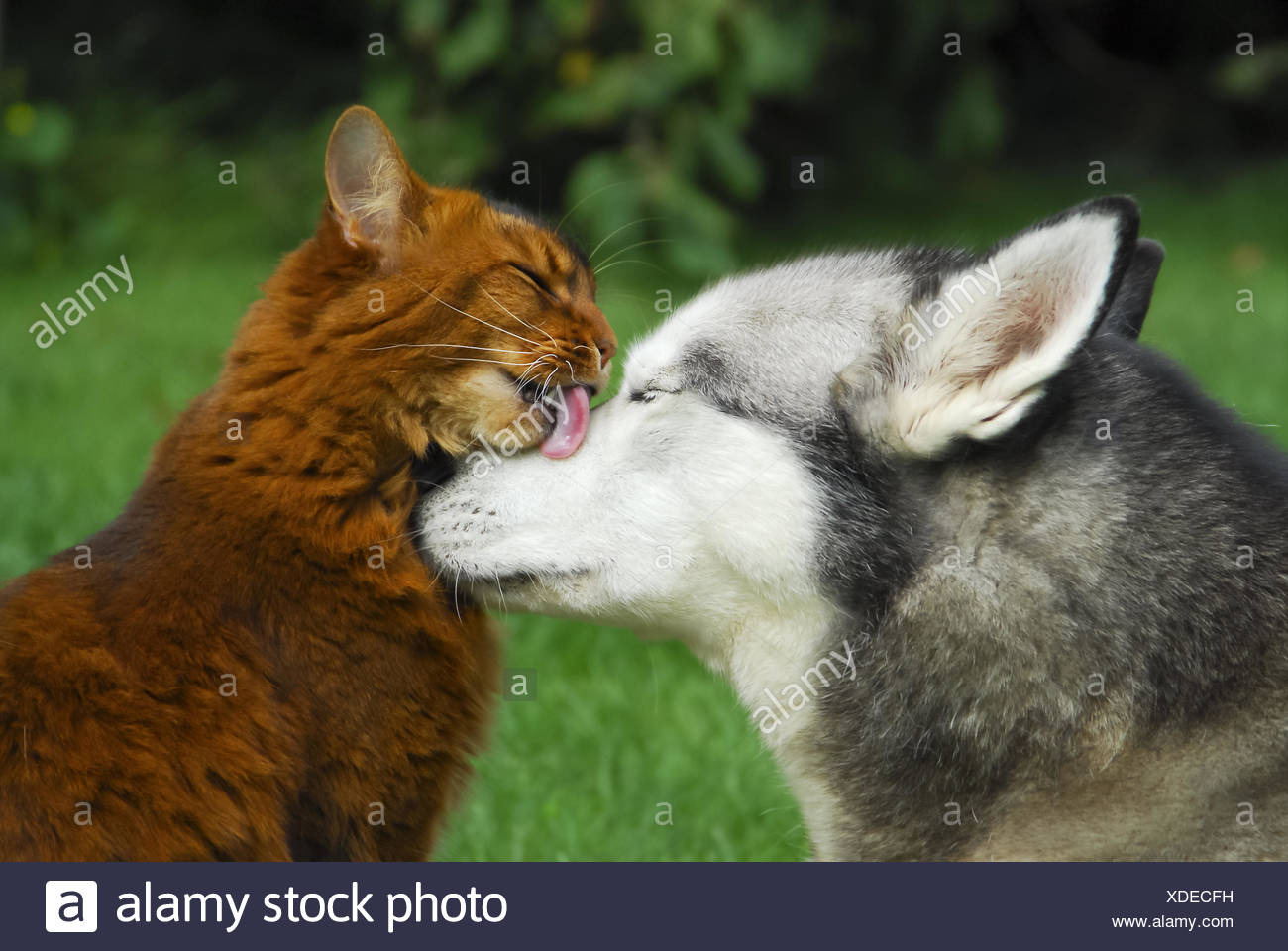 siberian husky and cats