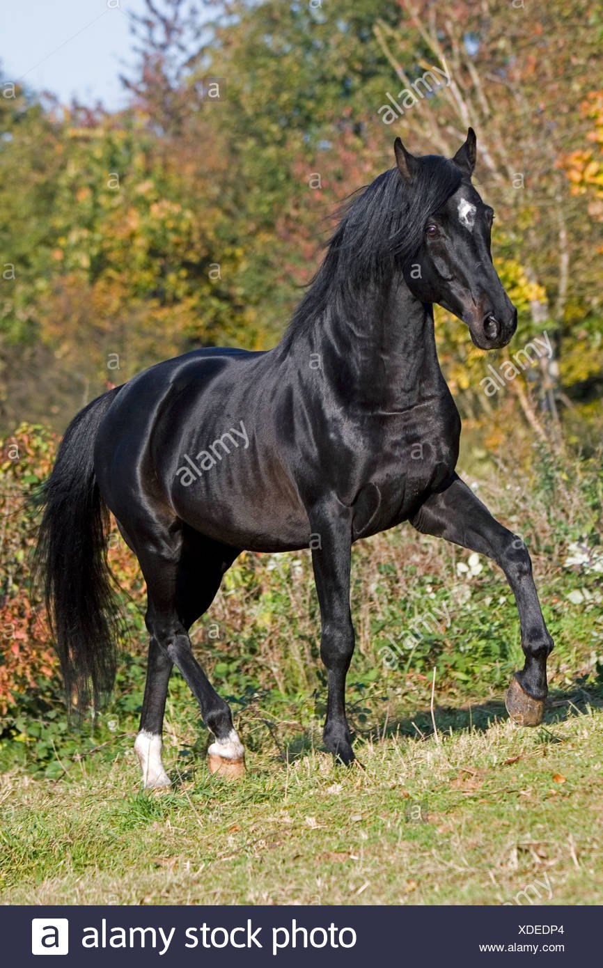 Arabian Horse Walking On High Resolution Stock Photography And Images