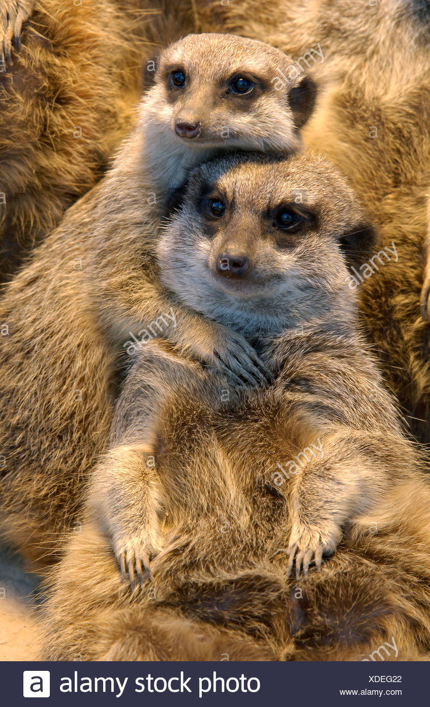 Suricate Slender Tailed Meerkat Suricata Suricatta Two Individuals Hugging Stock Photo Alamy