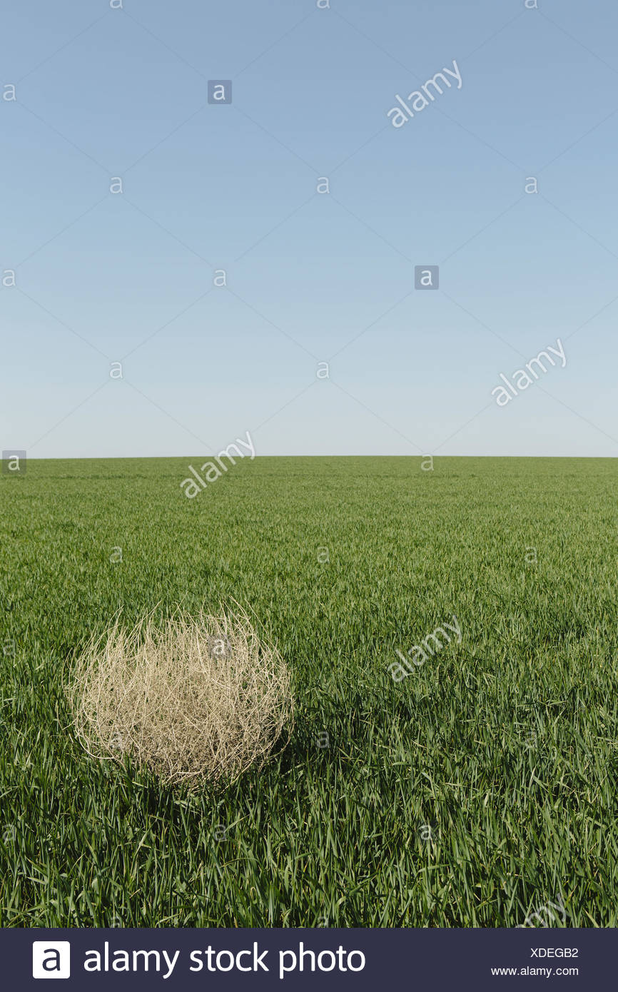 Tumbleweed Blowing High Resolution Stock Photography and Images Alamy