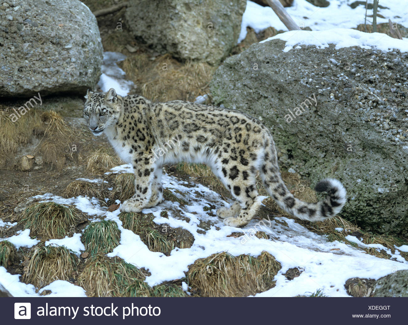 Snow Leopard Uncia Uncia Panthera Uncia Between Rocks Stock Photo Alamy
