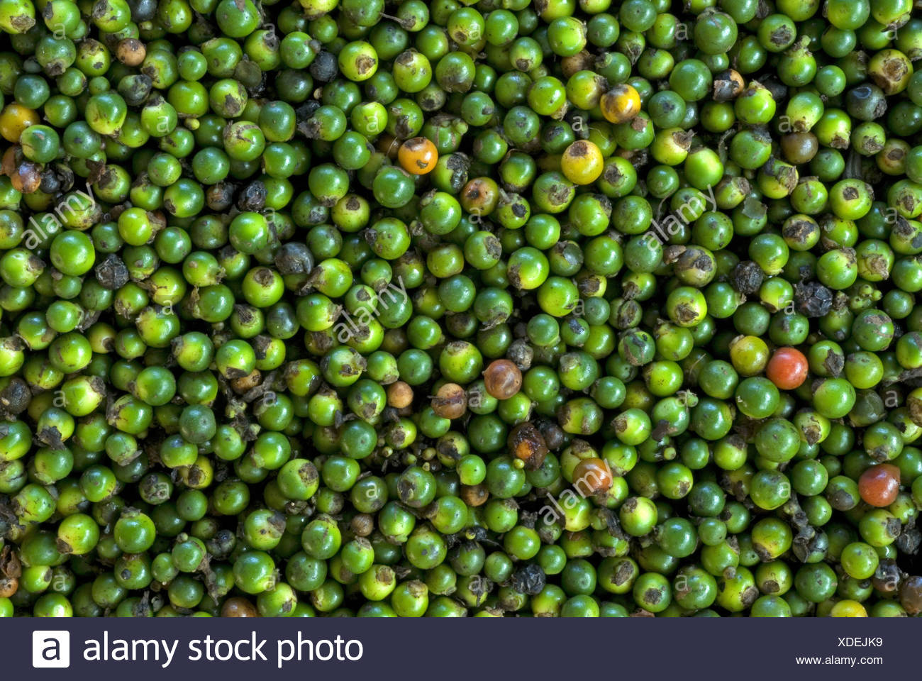 India Berries Stock Photos & India Berries Stock Images Alamy