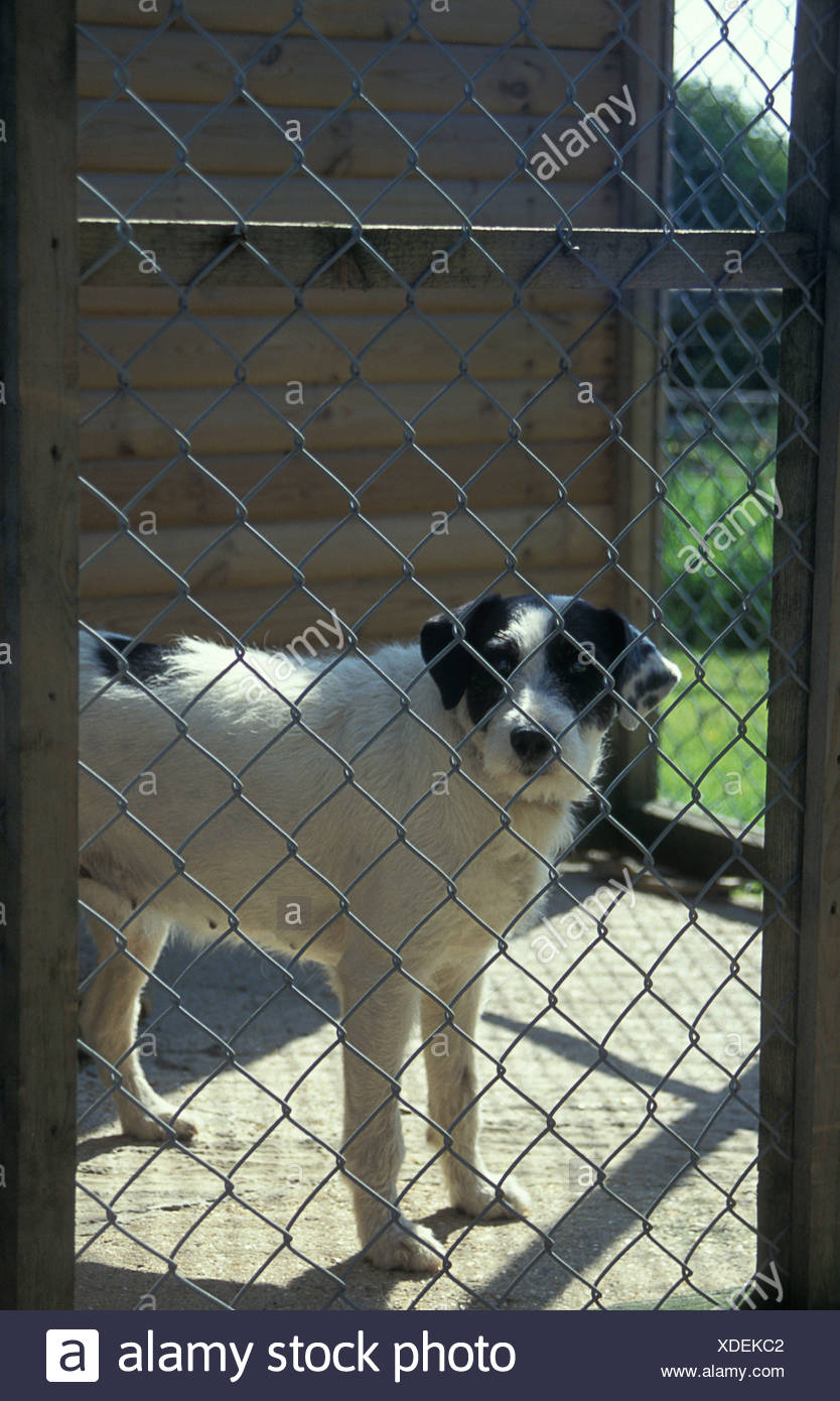 Kennels High Resolution Stock Photography and Images Alamy