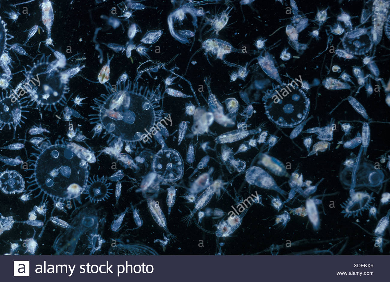 Zooplanktons High Resolution Stock Photography and Images - Alamy