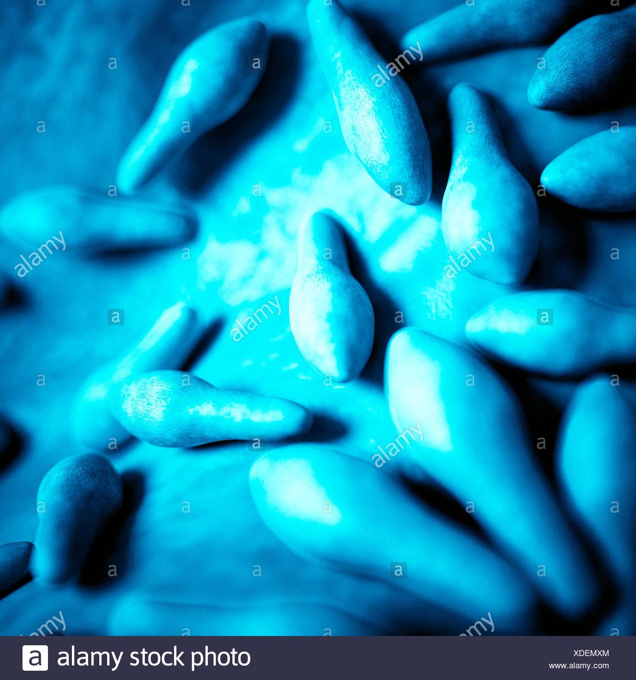 Clostridium High Resolution Stock Photography and Images - Alamy