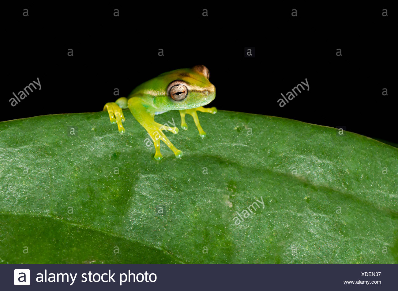 Lime Green Frog High Resolution Stock Photography and Images Alamy